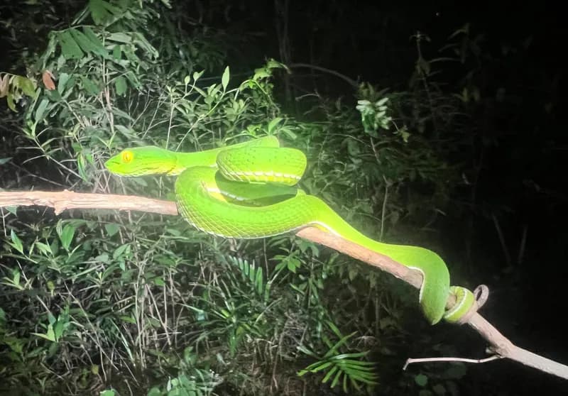 Rắn lục Cardamom (Trimeresurus cardamomensis) gallery 4