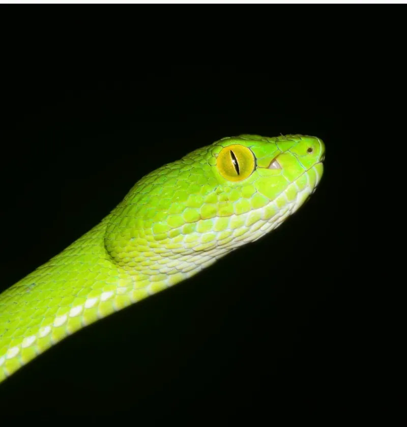 Rắn lục Cardamom (Trimeresurus cardamomensis) gallery 5