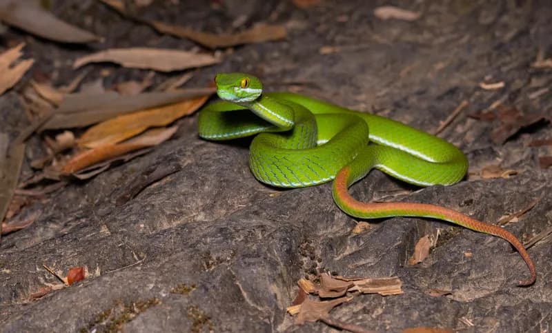 Rắn lục Cardamom (Trimeresurus cardamomensis) gallery 6