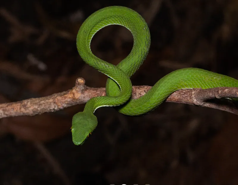 Rắn lục Cardamom (Trimeresurus cardamomensis) gallery 7