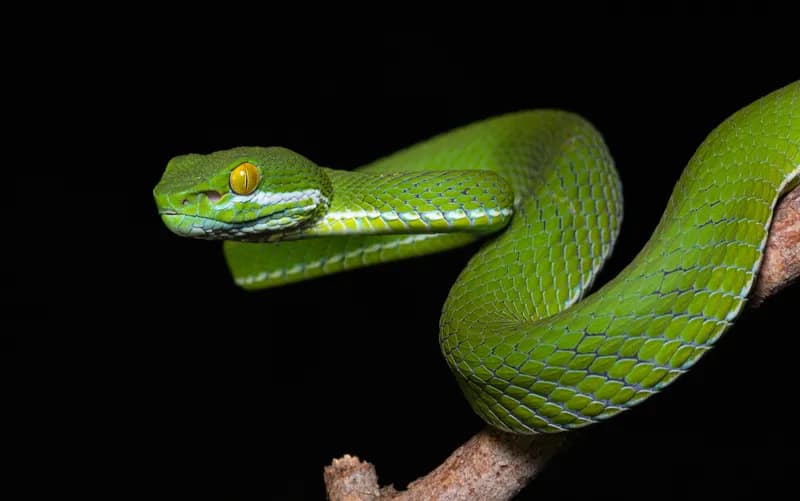 Rắn lục Cardamom (Trimeresurus cardamomensis) gallery 8