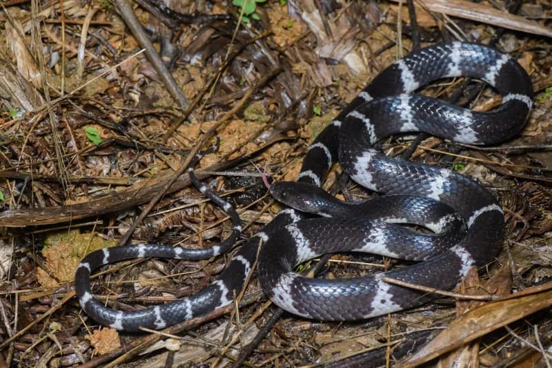 Rắn khuyết Sapa (Lycodon chapaensis)