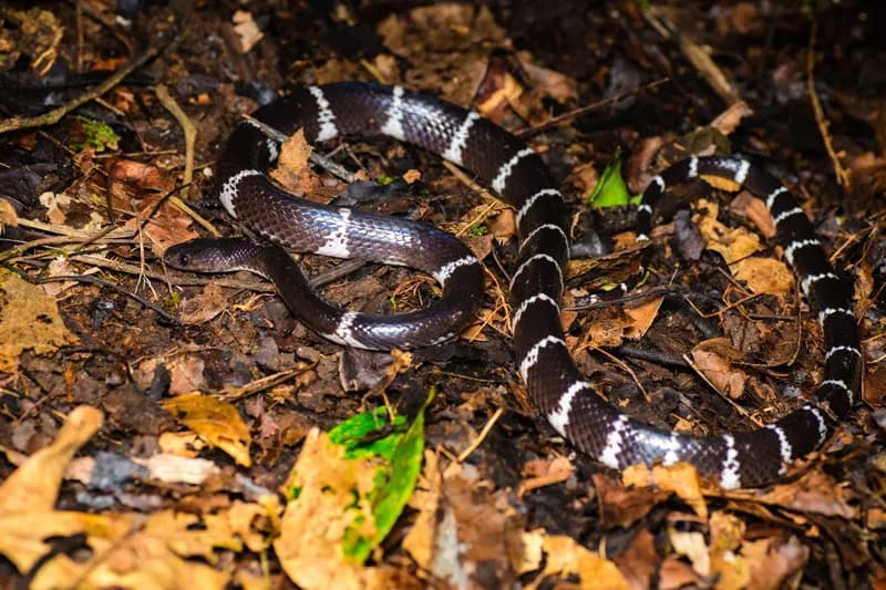 Rắn khuyết Sapa (Lycodon chapaensis) gallery 2