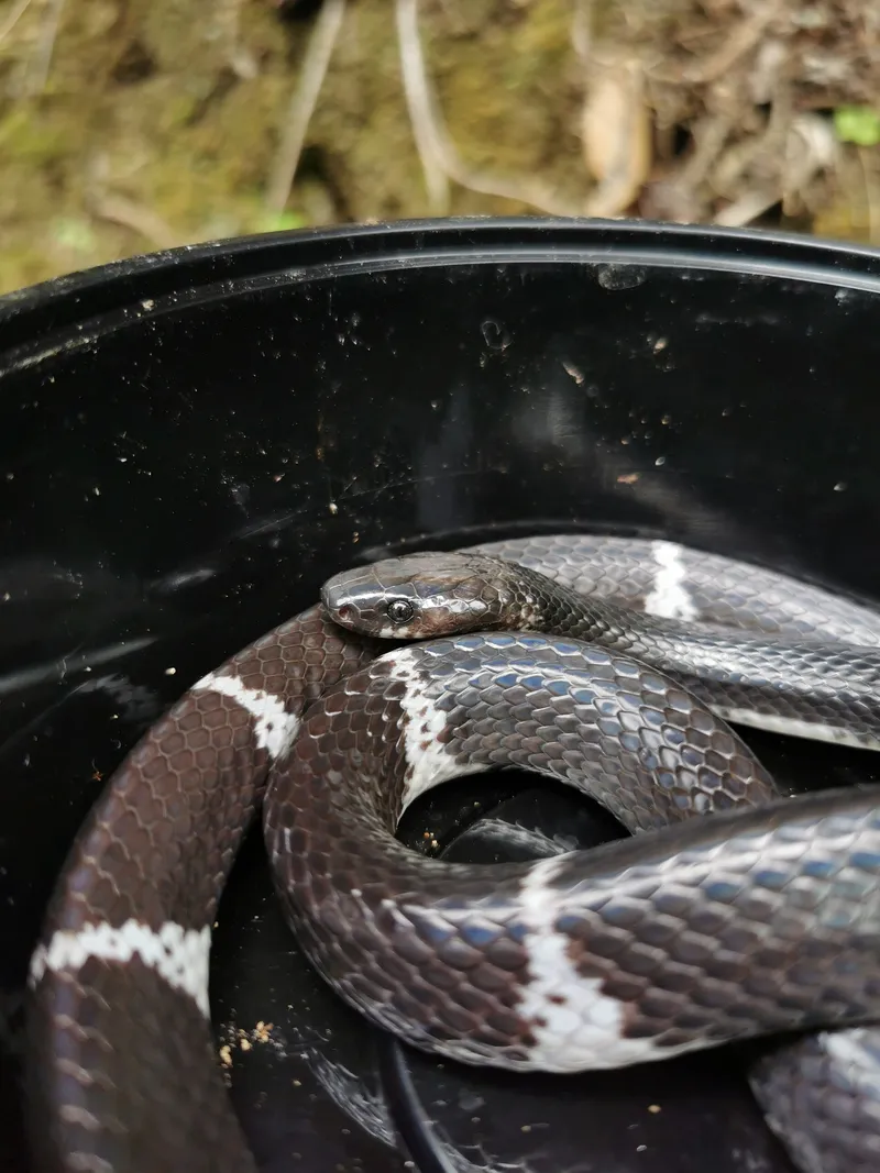 Rắn khuyết Sapa (Lycodon chapaensis) gallery 3