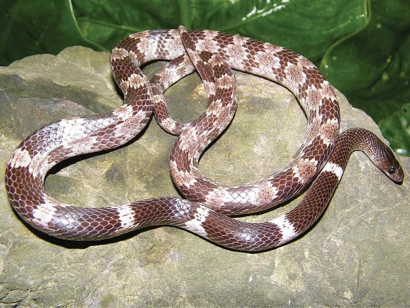 Rắn khuyết đốm (Lycodon pictus)