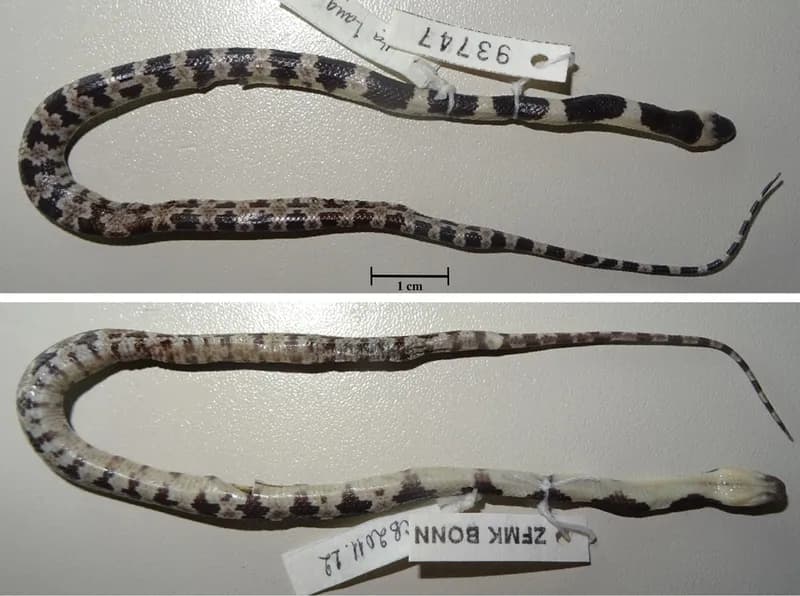 Rắn khuyết đốm (Lycodon pictus) gallery 2