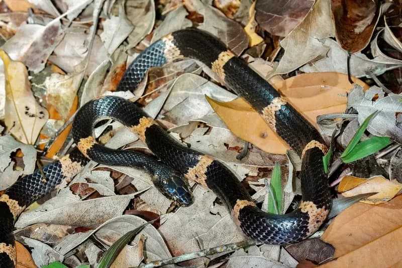 Rắn khuyết ít vòng (Lycodon paucifasciatus)