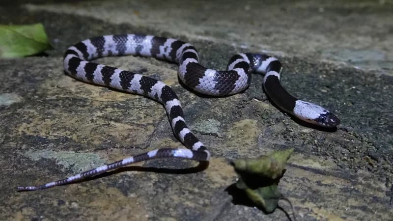 Rắn khuyết Phúc Thanh (Lycodon futsingensis)