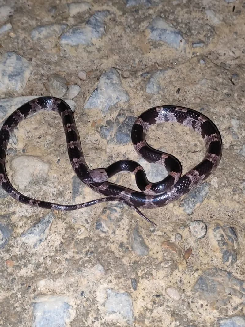 Rắn khuyết Phúc Thanh (Lycodon futsingensis) gallery 2