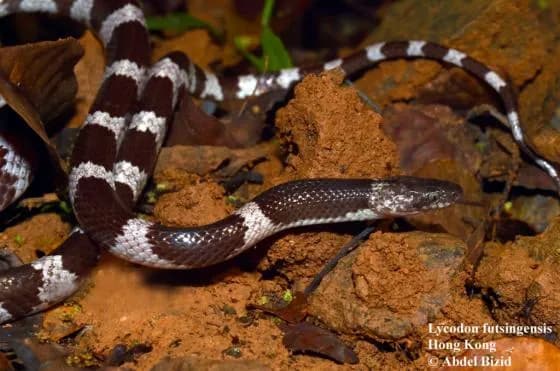 Rắn khuyết Phúc Thanh (Lycodon futsingensis) gallery 3