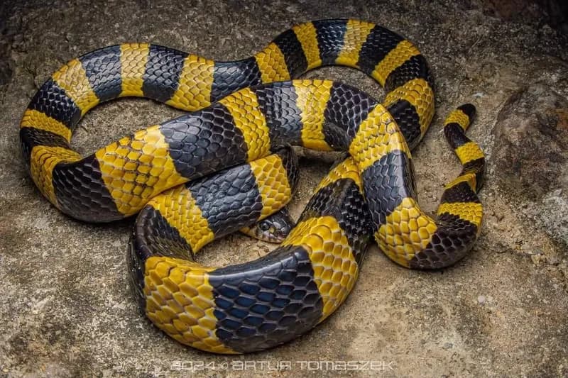 Rắn cạp nong (Bungarus cf. bifasciatus)