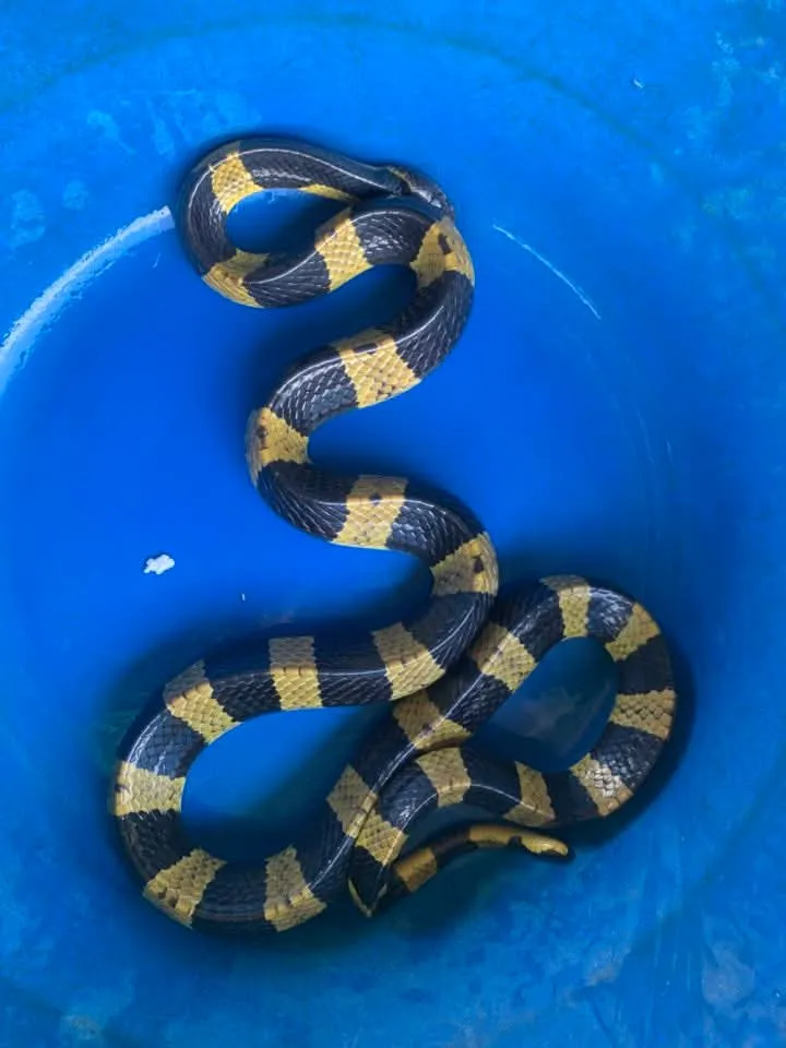 Rắn cạp nong (Bungarus cf. bifasciatus) gallery 3