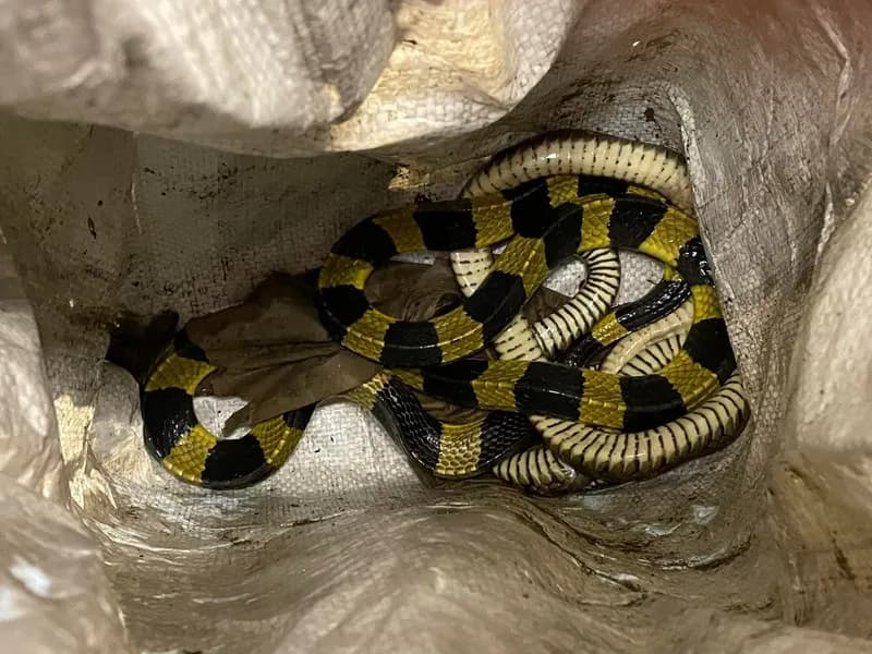 Rắn cạp nong (Bungarus cf. bifasciatus) gallery 4