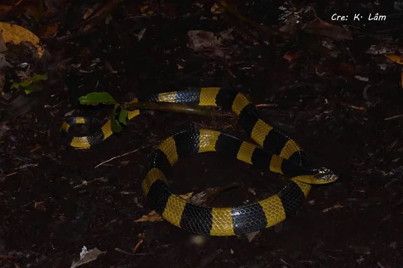 Rắn cạp nong (Bungarus cf. bifasciatus) gallery 5