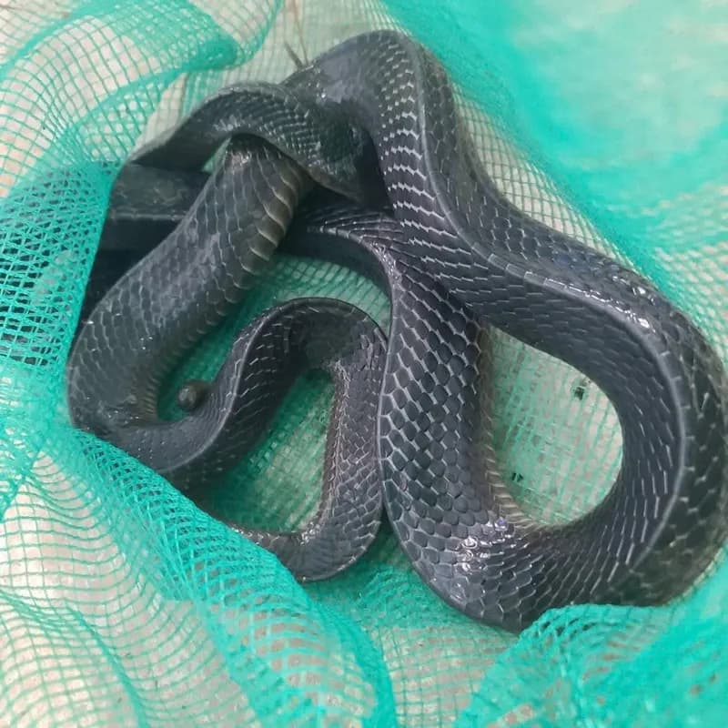 Rắn cạp nong (Bungarus cf. bifasciatus) gallery 6