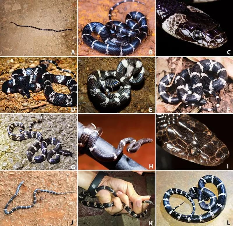 Rắn khuyết Vân Nam (Lycodon yunnanensis) gallery 2
