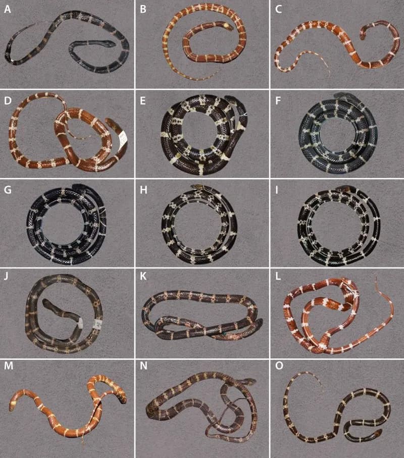 Rắn khuyết Vân Nam (Lycodon yunnanensis) gallery 3