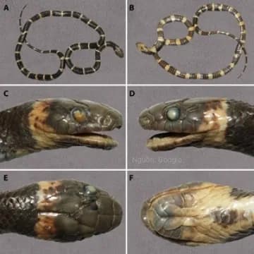 Rắn khuyết Vân Nam (Lycodon yunnanensis) gallery 4