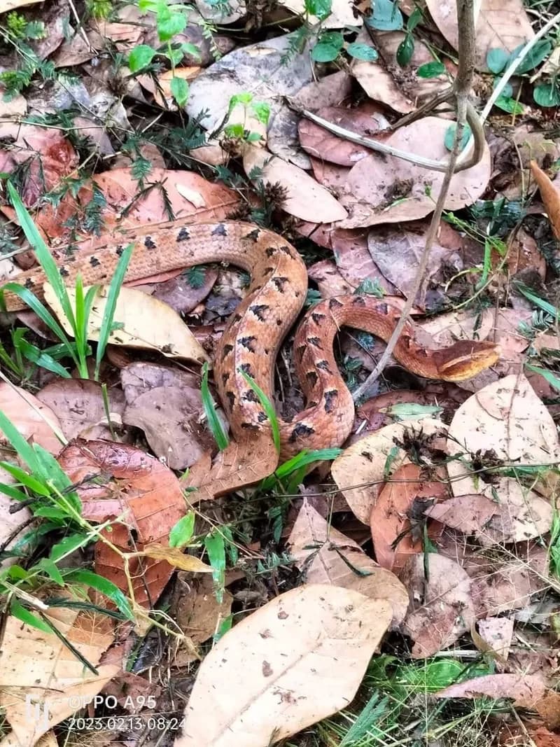 Rắn chàm quạp (Calloselasma rhodostoma) gallery 3