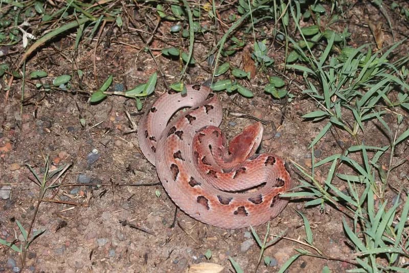 Rắn chàm quạp (Calloselasma rhodostoma) gallery 6