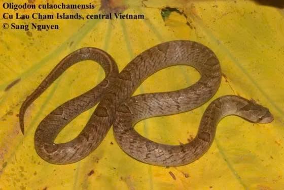 rắn khiếm Cù Lao Chàm (Oligodon culaochamensis)
