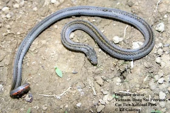 rắn khiếm Deuve (Oligodon deuvei)