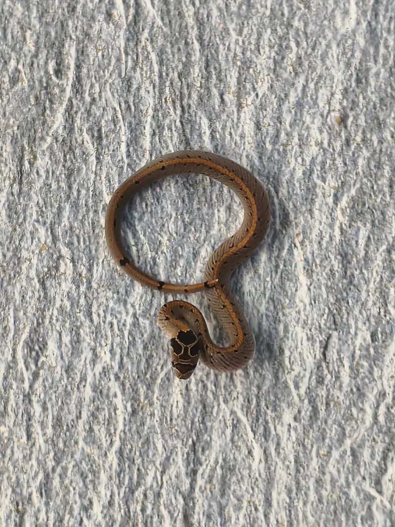 rắn khiếm Deuve (Oligodon deuvei) gallery 2
