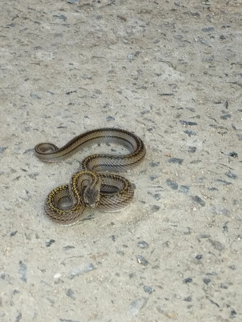 rắn khiếm Deuve (Oligodon deuvei) gallery 7