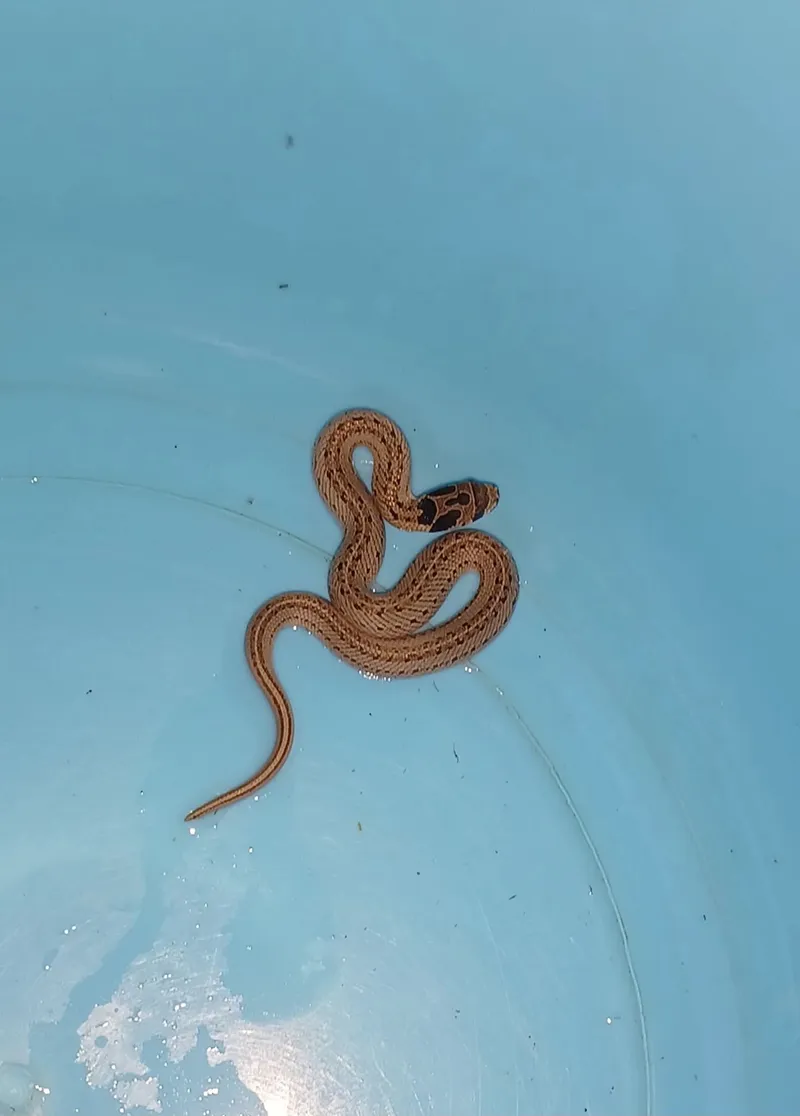 rắn khiếm Deuve (Oligodon deuvei) gallery 8