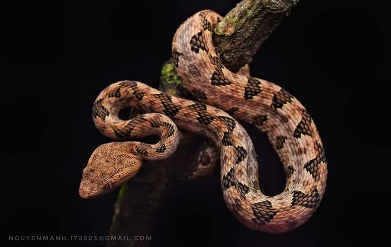 Rắn lục cườm (Protobothrops mucrosquamatus)
