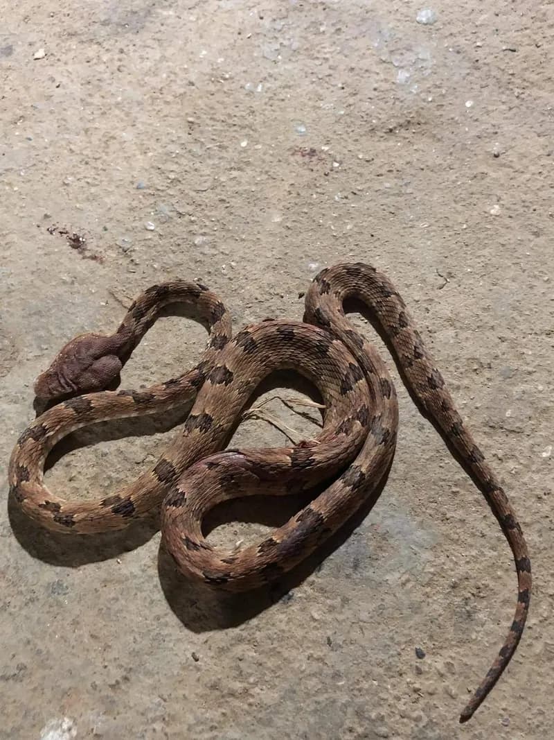 Rắn lục cườm (Protobothrops mucrosquamatus) gallery 2