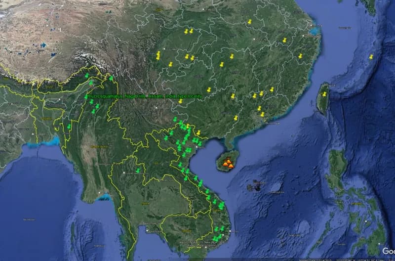 Rắn lục cườm (Protobothrops mucrosquamatus) gallery 3