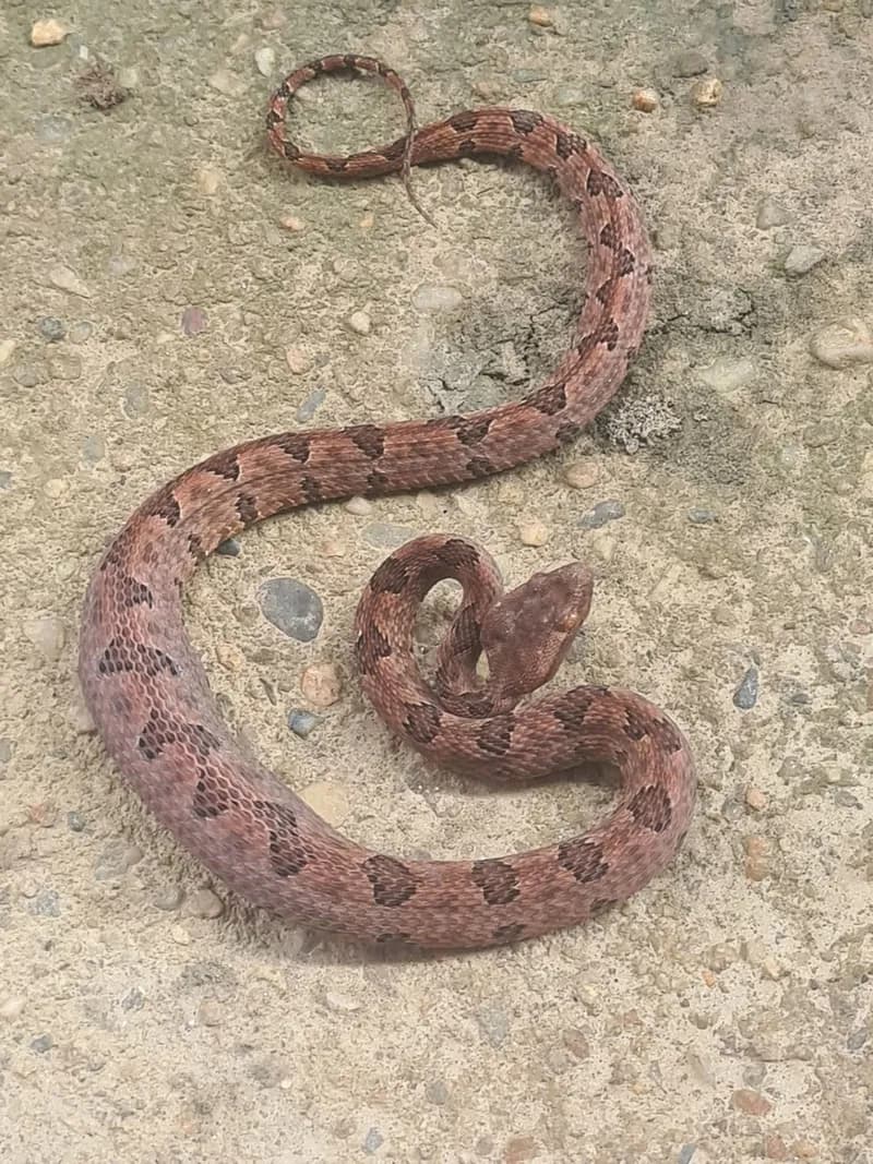 Rắn lục cườm (Protobothrops mucrosquamatus) gallery 4