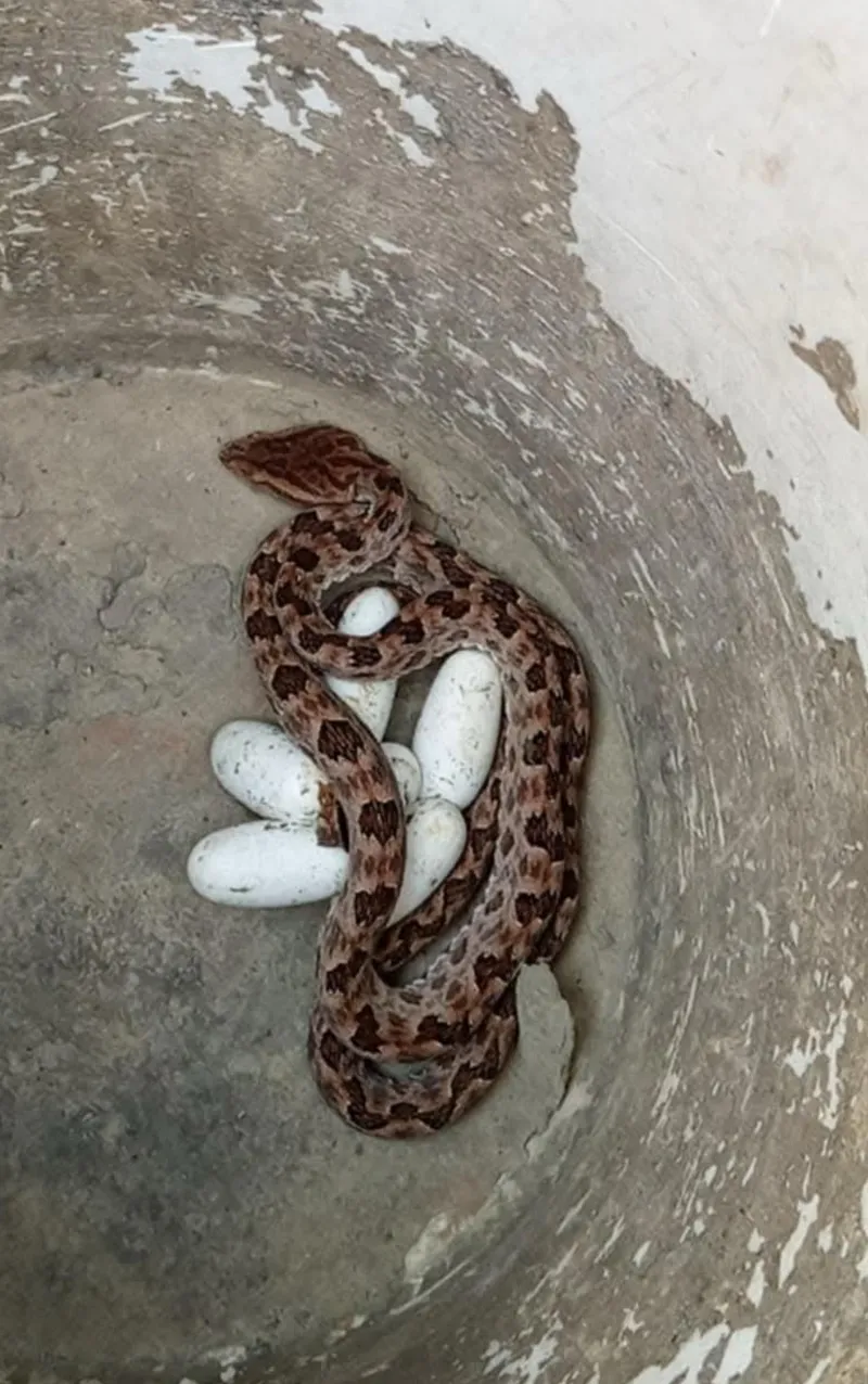 Rắn lục cườm (Protobothrops mucrosquamatus) gallery 5