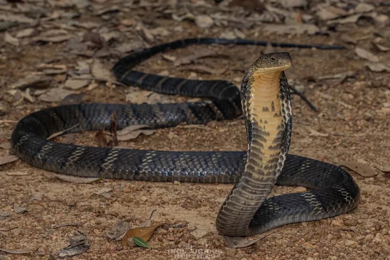 Rắn hổ chúa (Ophiophagus hannah)
