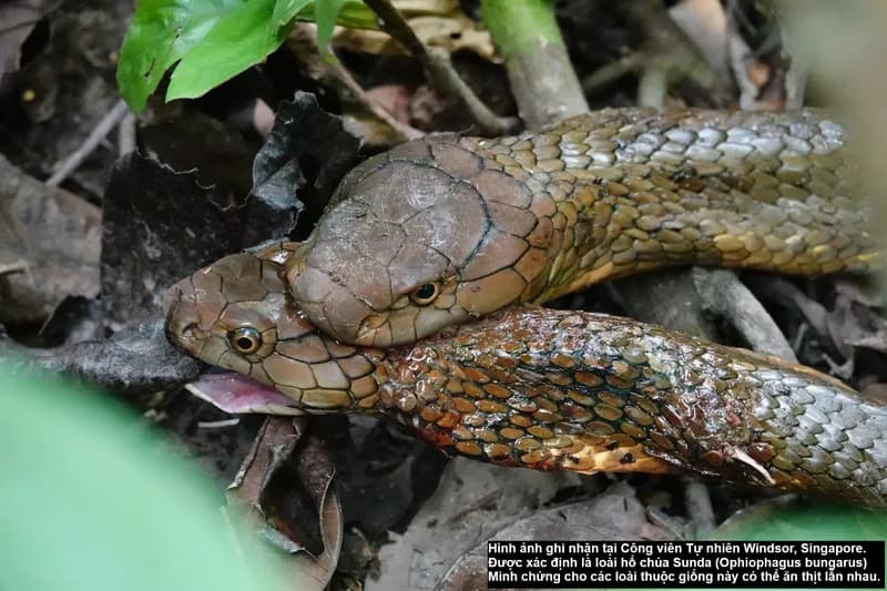 Rắn hổ chúa (Ophiophagus hannah) gallery 2