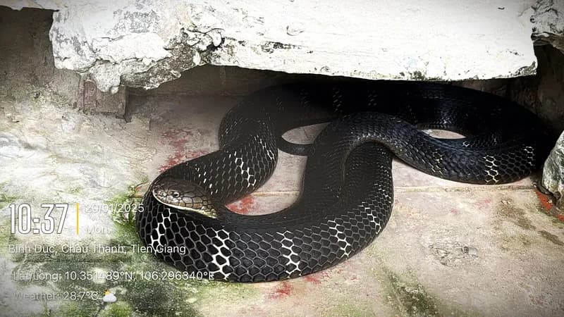 Rắn hổ chúa (Ophiophagus hannah) gallery 3