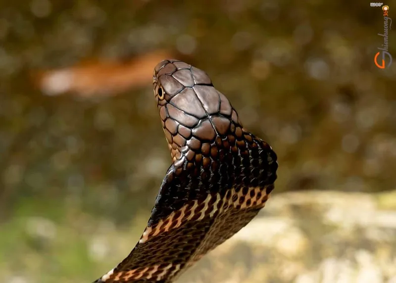 Rắn hổ chúa (Ophiophagus hannah) gallery 5