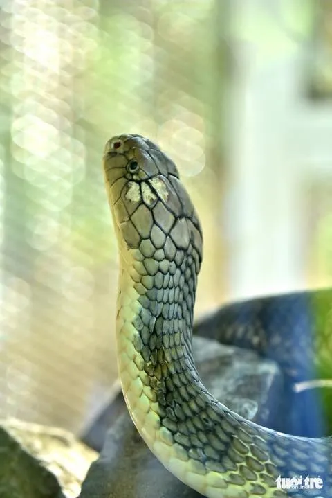 Rắn hổ chúa (Ophiophagus hannah) gallery 6
