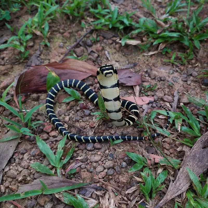 Rắn hổ chúa (Ophiophagus hannah) gallery 7