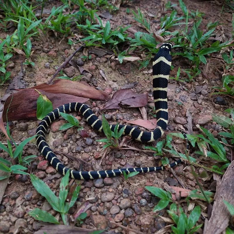 Rắn hổ chúa (Ophiophagus hannah) gallery 8