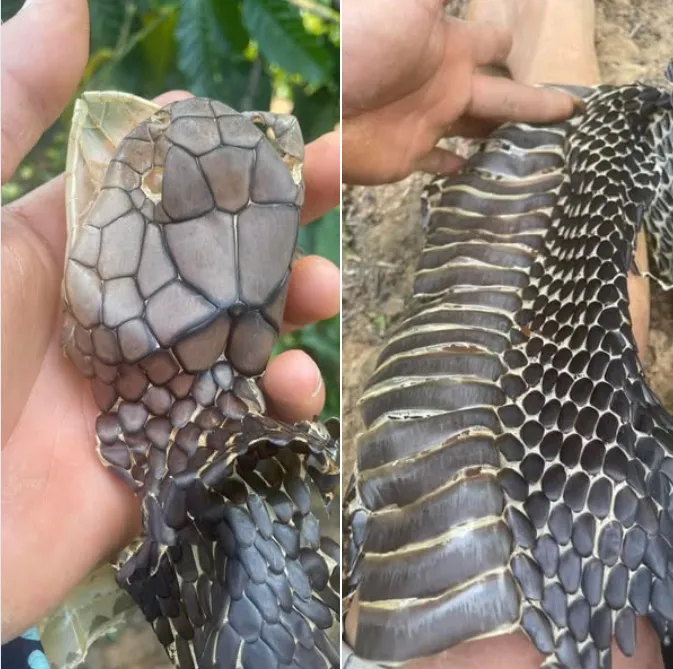 Rắn hổ chúa (Ophiophagus hannah) gallery 9