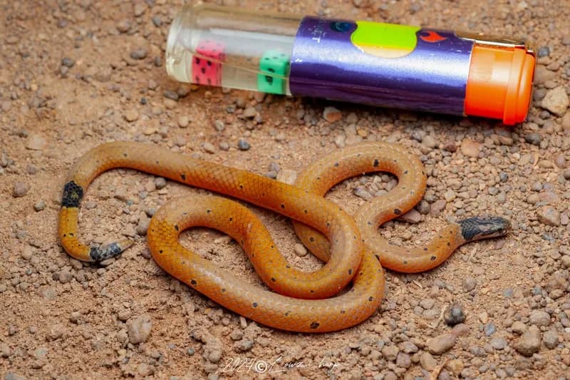 Rắn lá khô đốm nhỏ (Calliophis maculiceps)