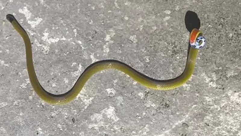 Rắn lá khô đốm nhỏ (Calliophis maculiceps) gallery 2