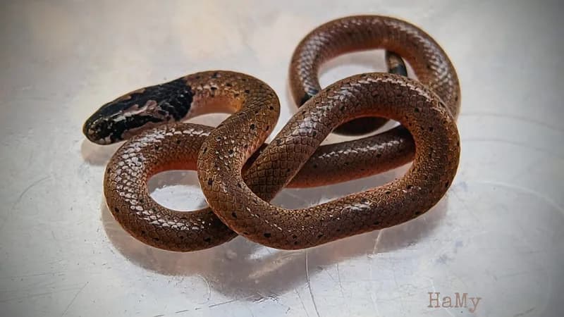Rắn lá khô đốm nhỏ (Calliophis maculiceps) gallery 4