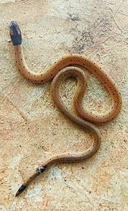 Rắn lá khô đốm nhỏ (Calliophis maculiceps) gallery 5