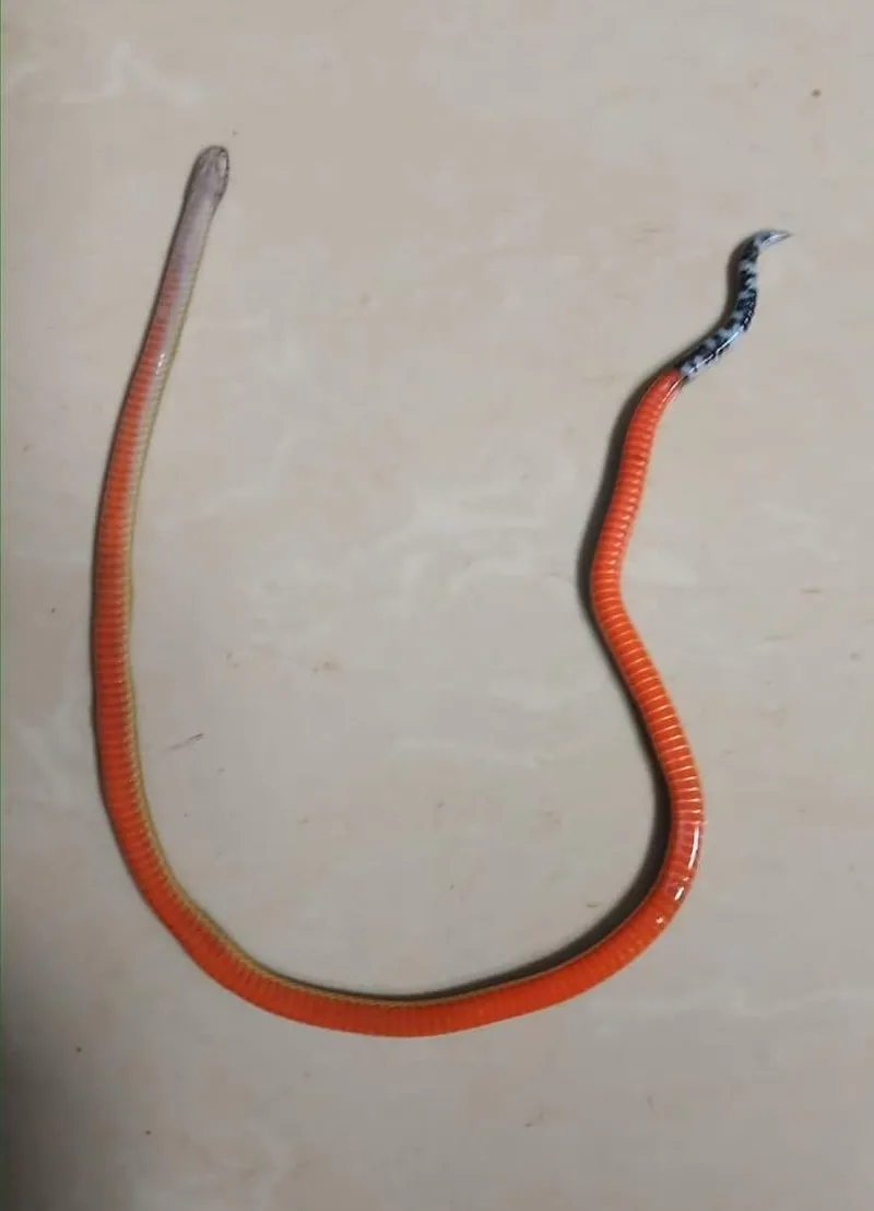 Rắn lá khô đốm nhỏ (Calliophis maculiceps) gallery 6