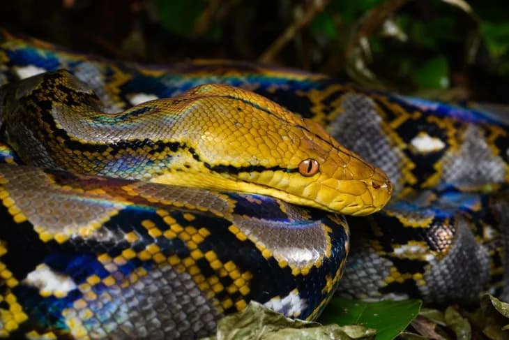 Trăn gấm (Malayopython reticulatus)