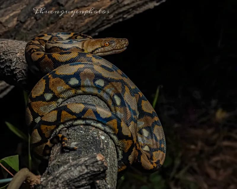 Trăn gấm (Malayopython reticulatus) gallery 2