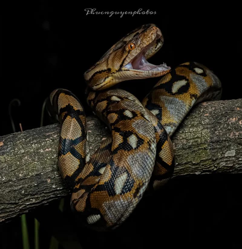 Trăn gấm (Malayopython reticulatus) gallery 3